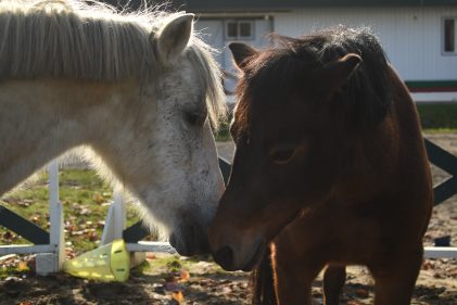 Notre Cavalerie